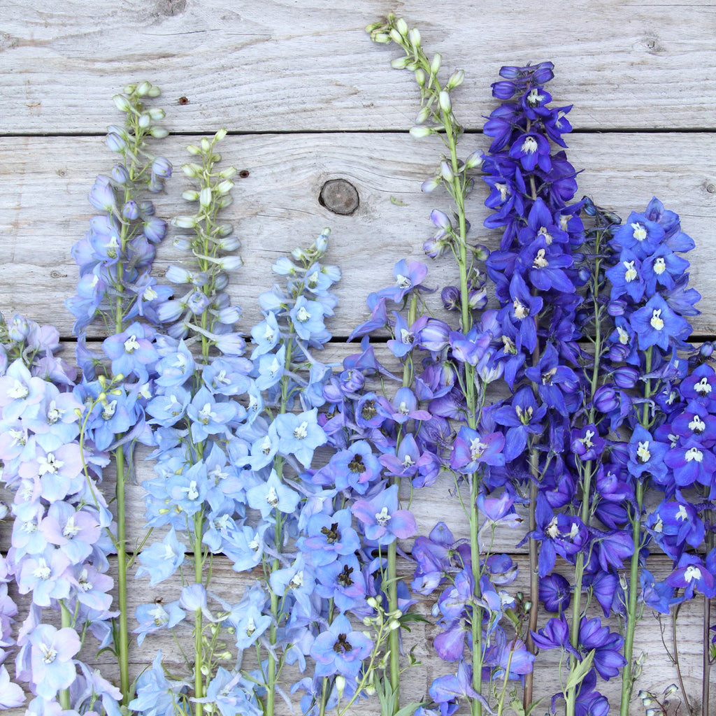 Bluehende Pflanze Rittersporn 'Magic Fountains' Crystal Mix Delphinium elatum aus der Gartenzauber-Saatgutserie