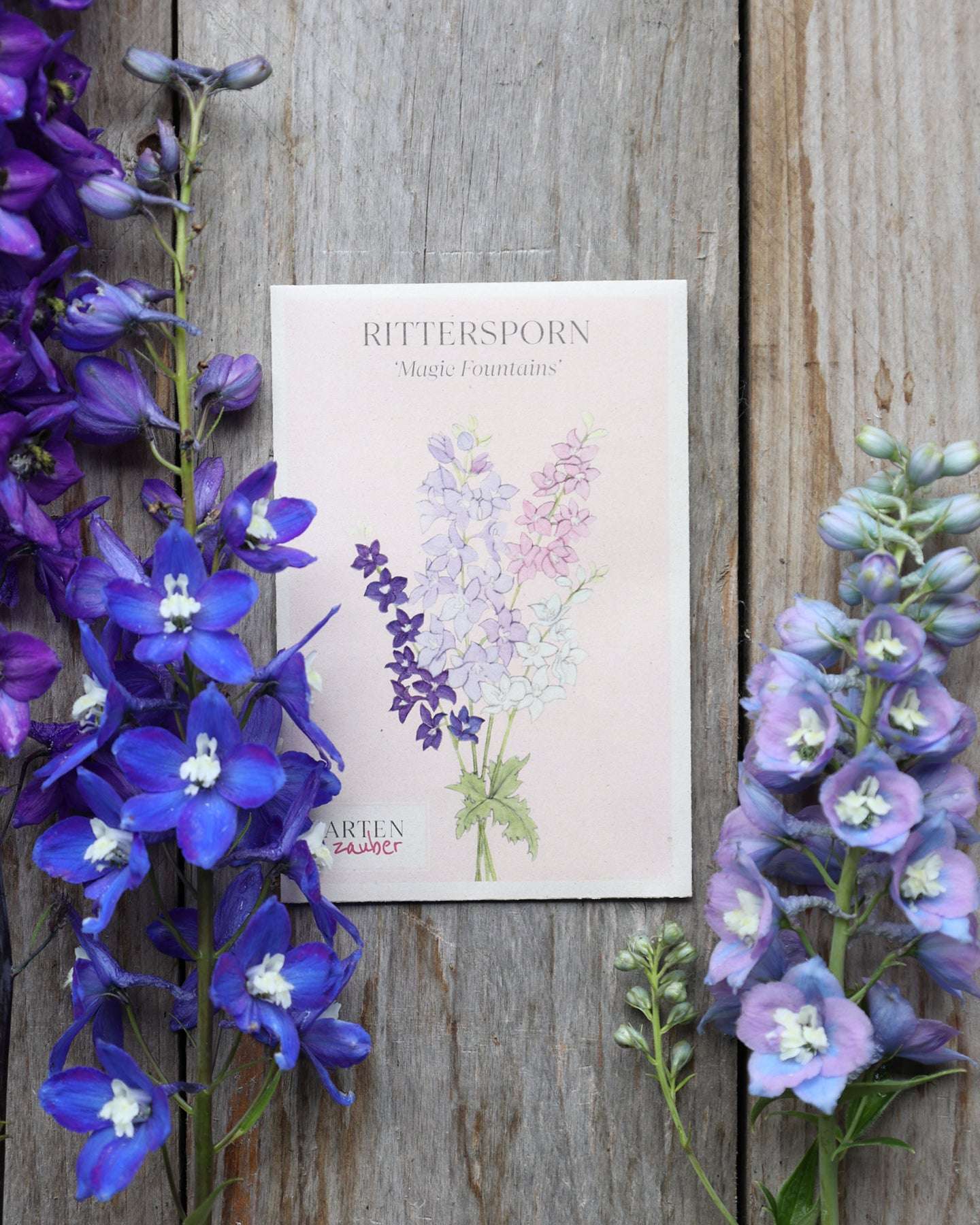 Buy Delphiniums - 'Magic Fountains' Crystal Mix – Gartenzauber