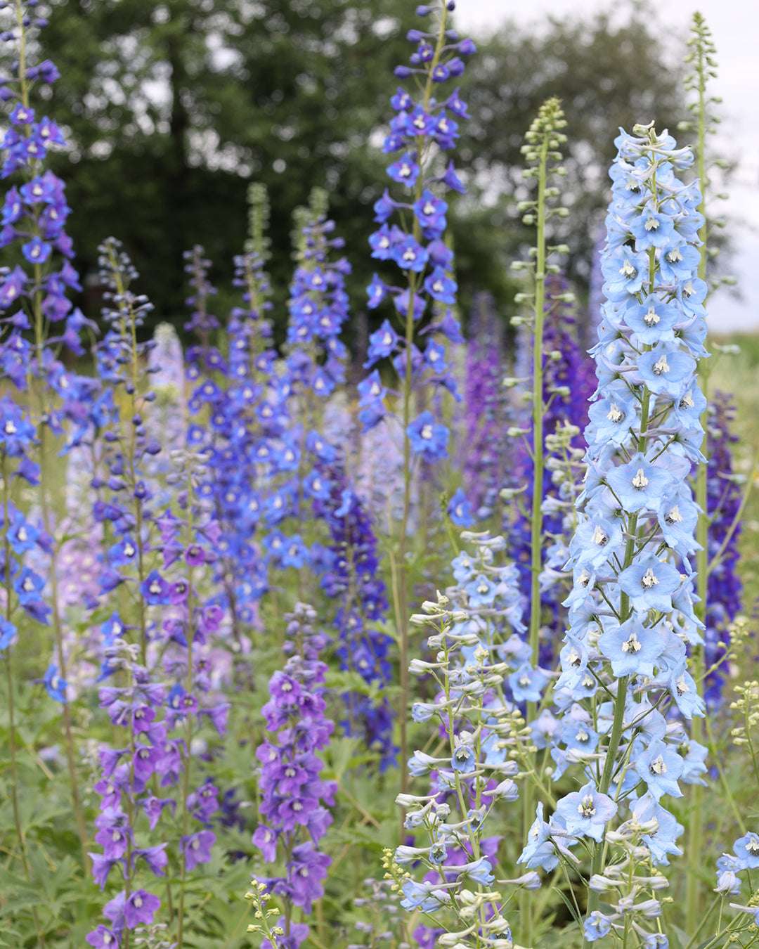 Bluehende Pflanze Rittersporn 'Magic Fountains' Crystal Mix Delphinium elatum aus der Gartenzauber-Saatgutserie