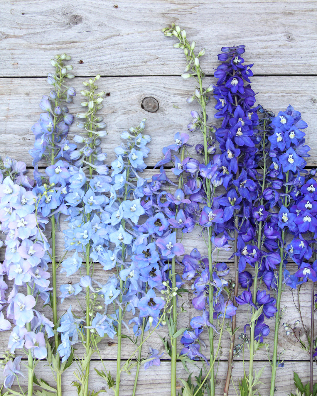 Bluehende Pflanze Rittersporn 'Magic Fountains' Crystal Mix Delphinium elatum aus der Gartenzauber-Saatgutserie