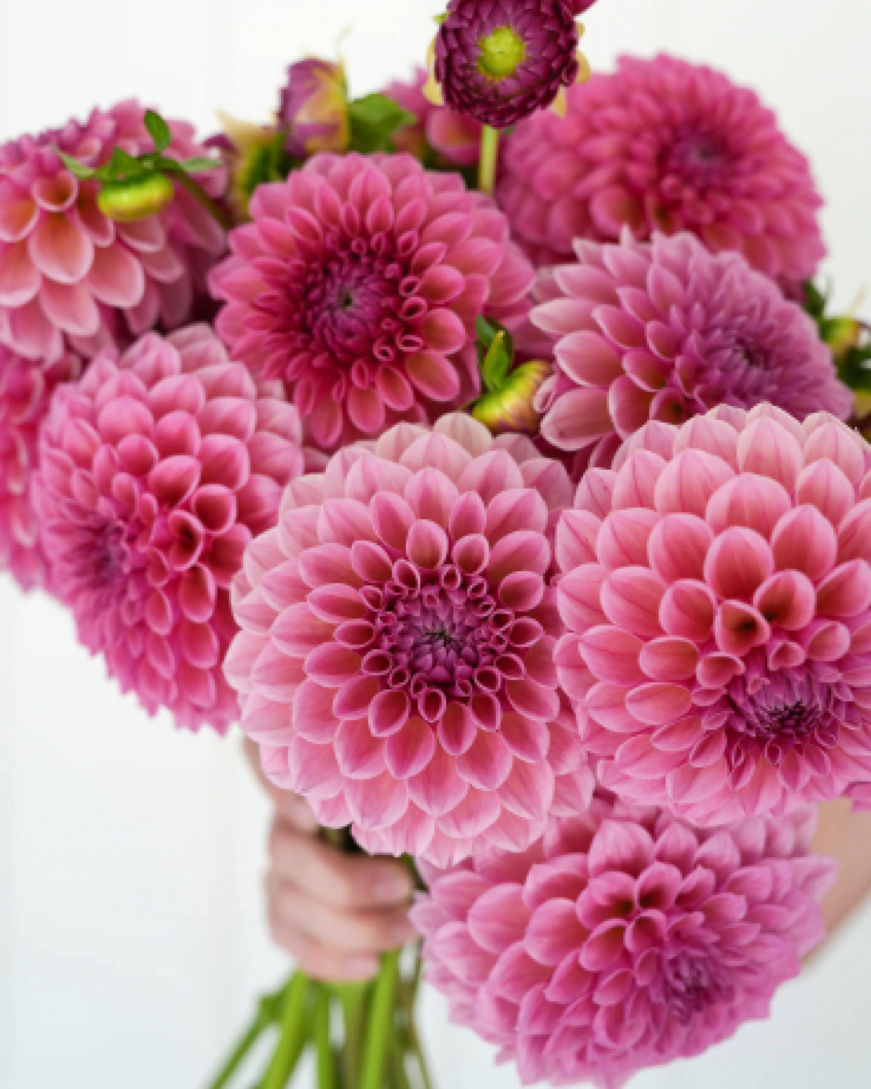 Einzelblüte der Dahlie RM Berry Kiss in beerigem Pink mit zartem Farbverlauf – Gartenzauber