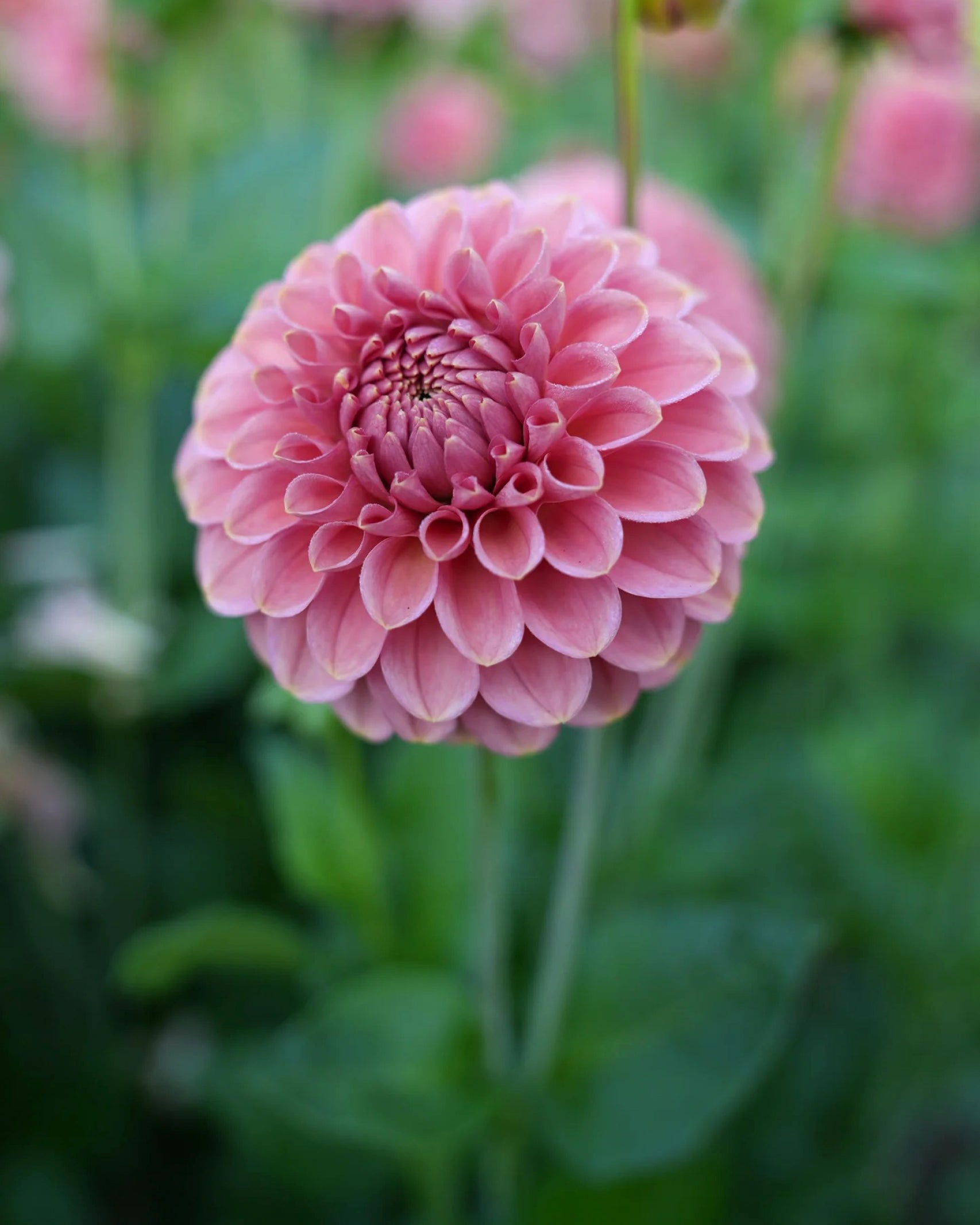 Einzelblüte der Dahlie RM Copper Shimmer in warmem Rosé mit kupferfarbenem Schimmer – Gartenzauber