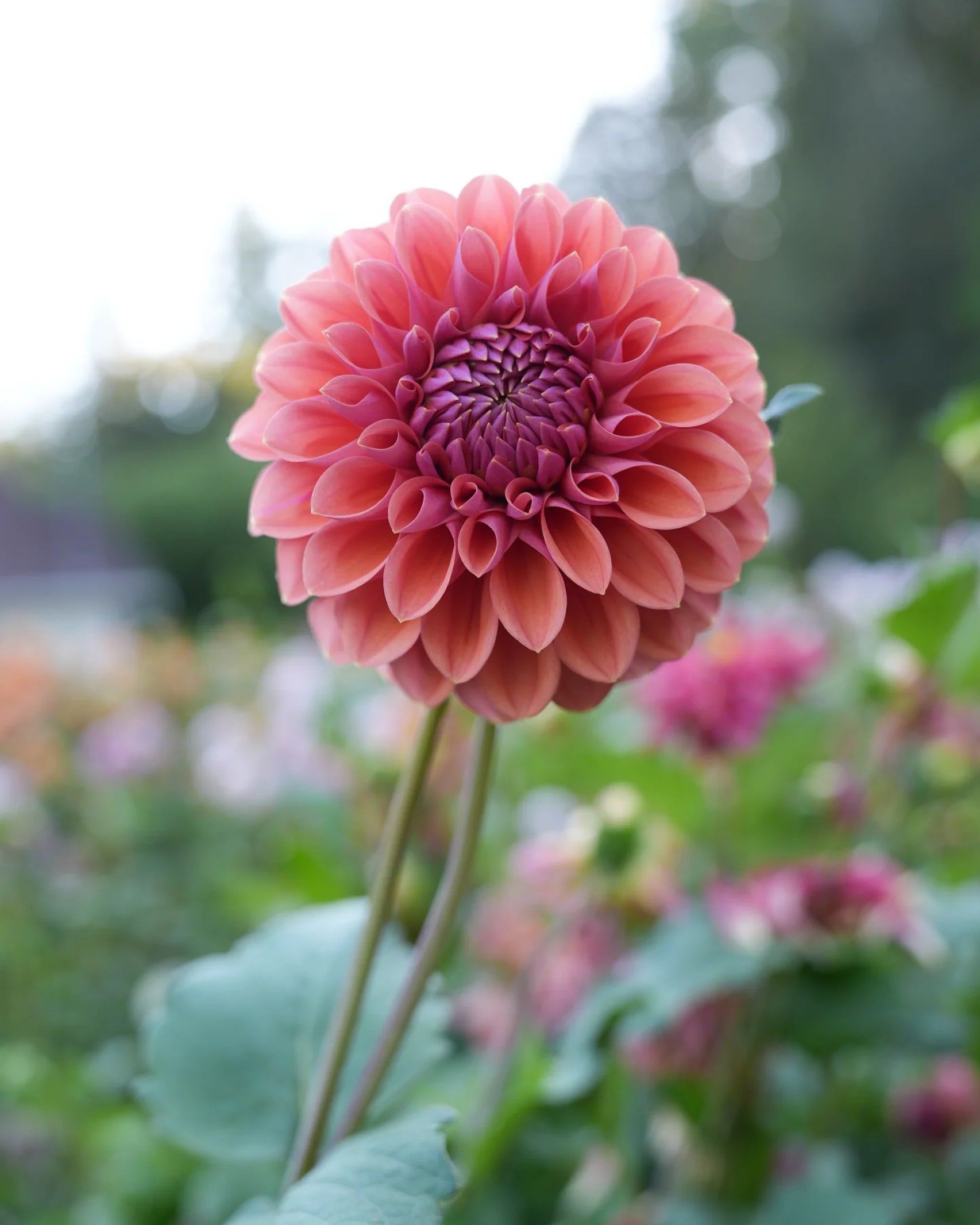 Einzelblüte der Dahlie RM Illusion in warmem Korallrosa mit violettem Zentrum – Gartenzauber