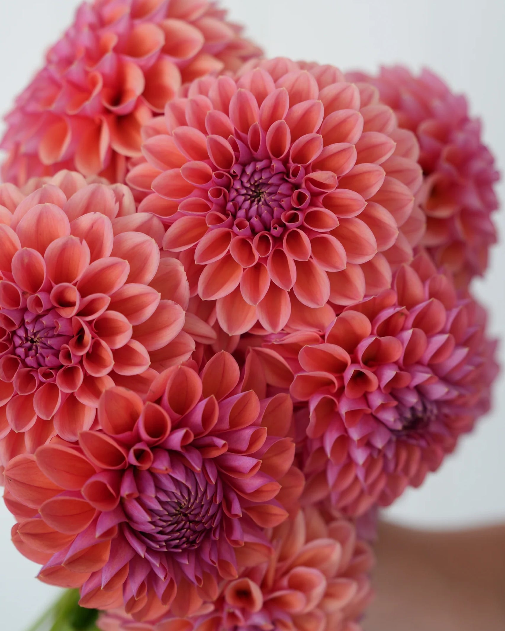 Strauß aus Dahlien RM Illusion in Korall- und Beerentönen – Gartenzauber
