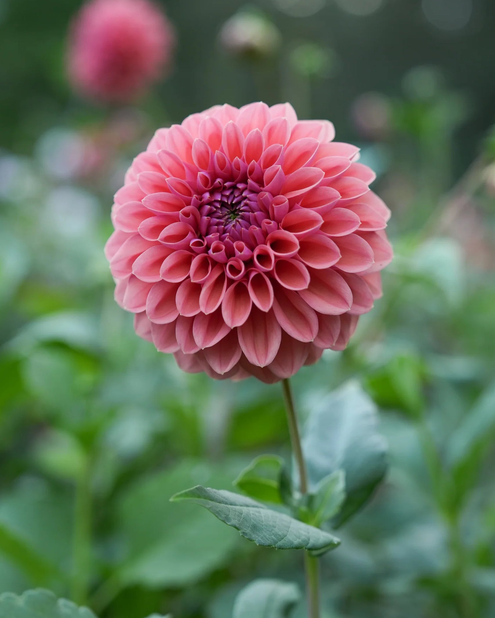 Dahlie RM Illusion mit gleichmäßig aufgebauter Blüte in warmem Rosé – Gartenzauber