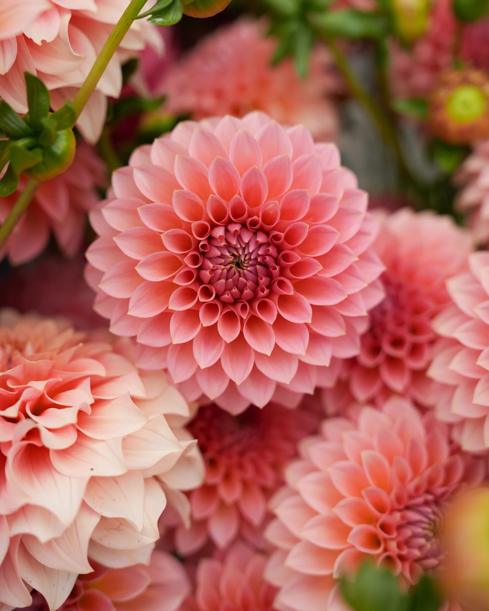 ALT-Text:
Dahlien RM Lure mit harmonischem Farbverlauf in Rosé und Apricot – Gartenzauber
