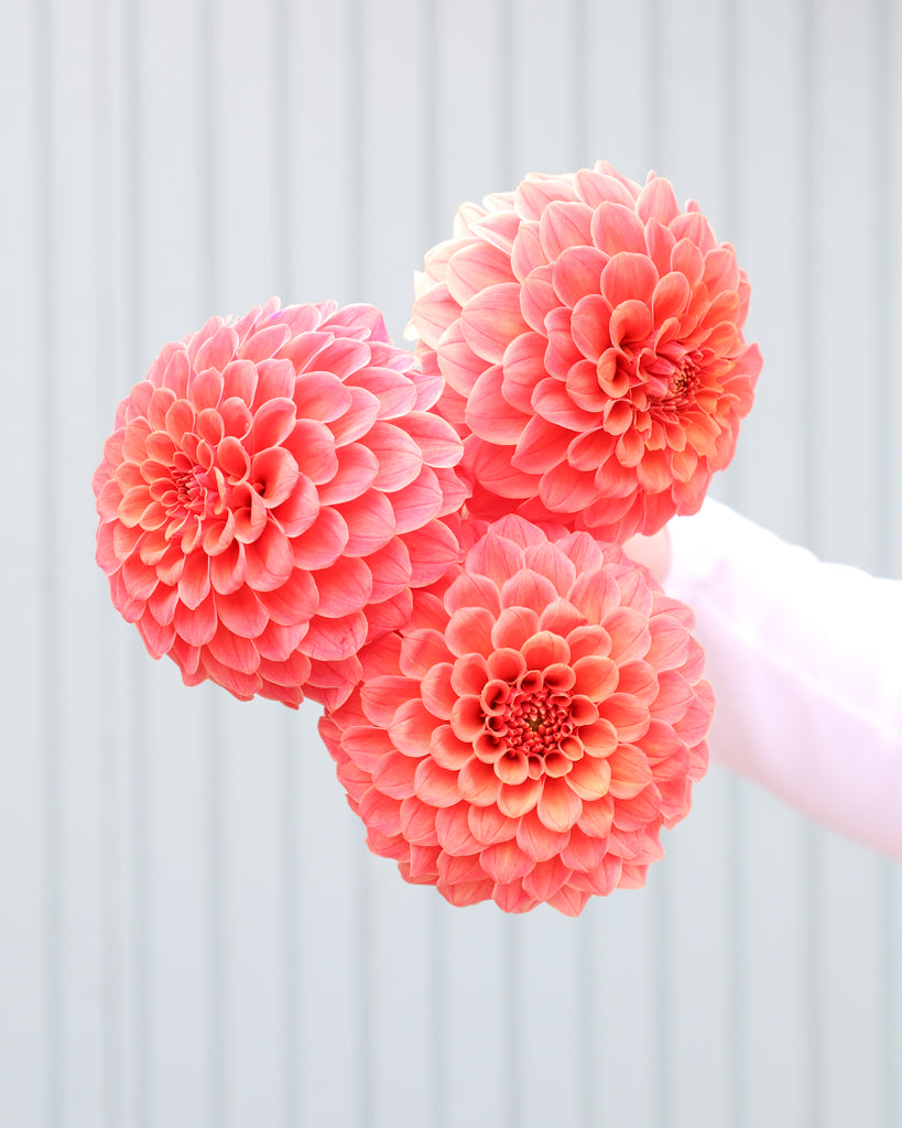 Drei Dahlienblueten der Sorte Rose Toscano vor einem hellblauen Hintergrund.