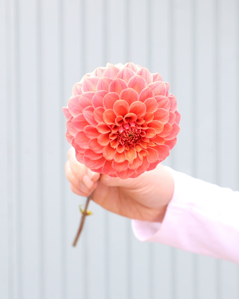 Eine Dahlienbluete der Sorte Rose Toscano vor einem hellblauen Hintergrund.