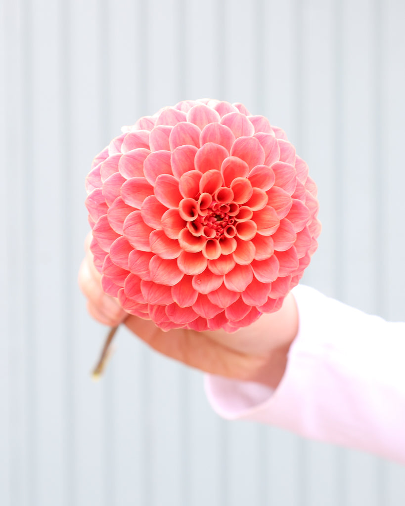 Eine Dahlienbluete der Sorte Rose Toscano vor einem hellblauen Hintergrund.