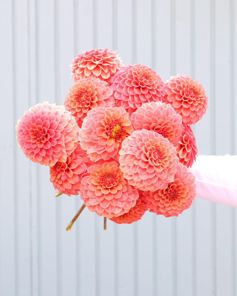 Ein Dahlienstrauß der Sorte Rose Toscano vor einem hellblauen Hintergrund.