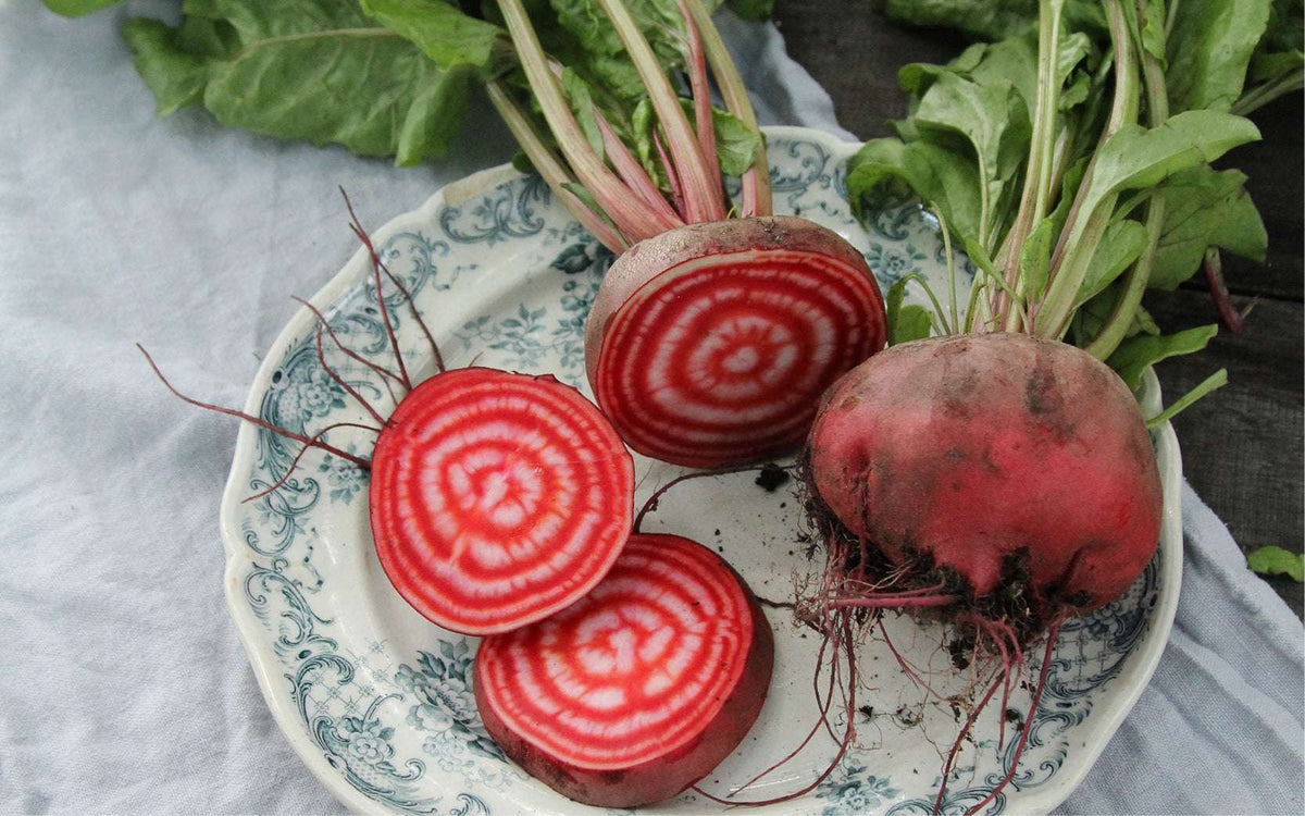 Rote Bete (Beta vulgaris) im Garten anbauen – vielseitig, gesund und ü ...