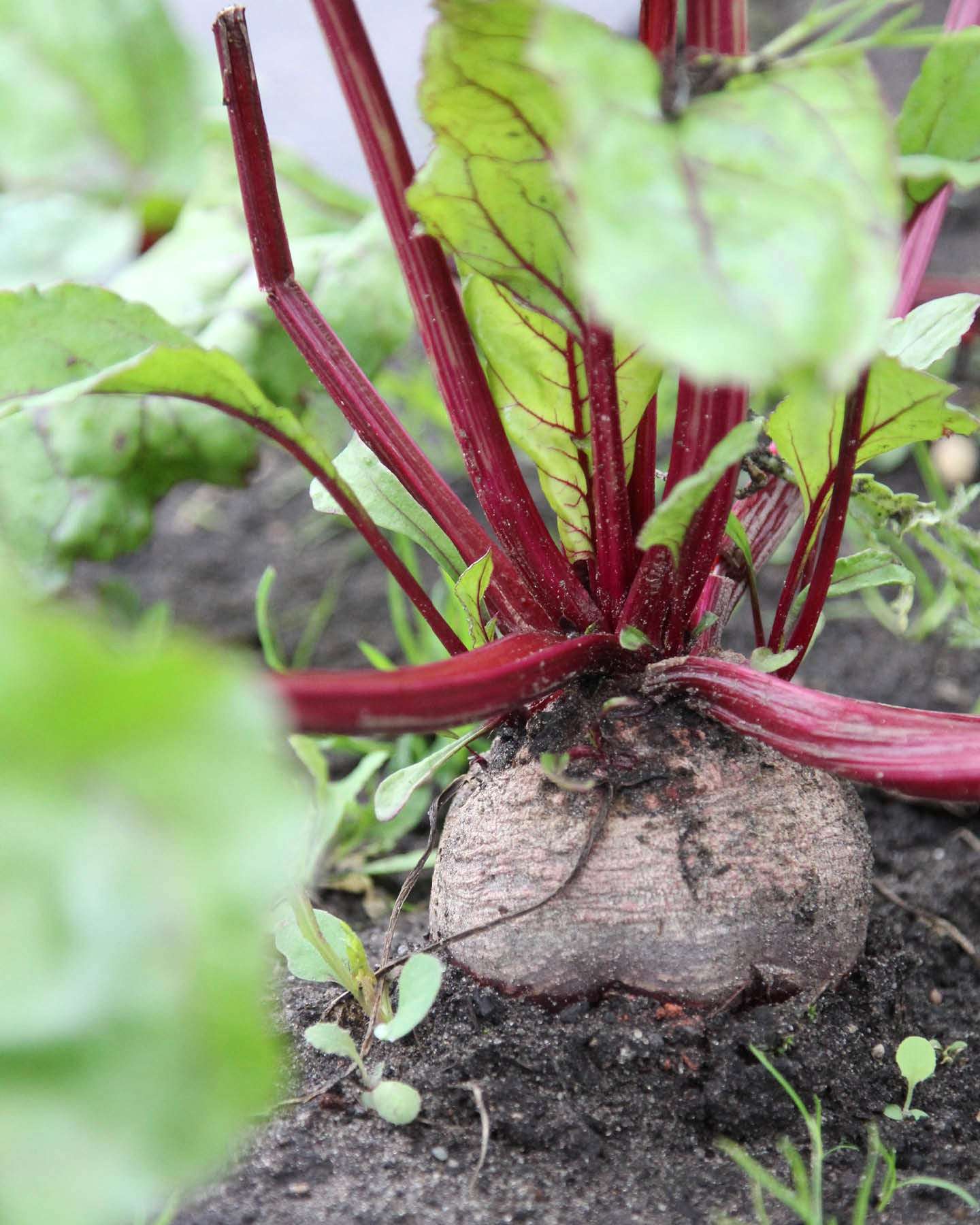 Rote Bete · 'Robuschka' · BIO - Beta vulgaris subsp. vulgaris var. conditiva · Saatgut von Gartenzauber