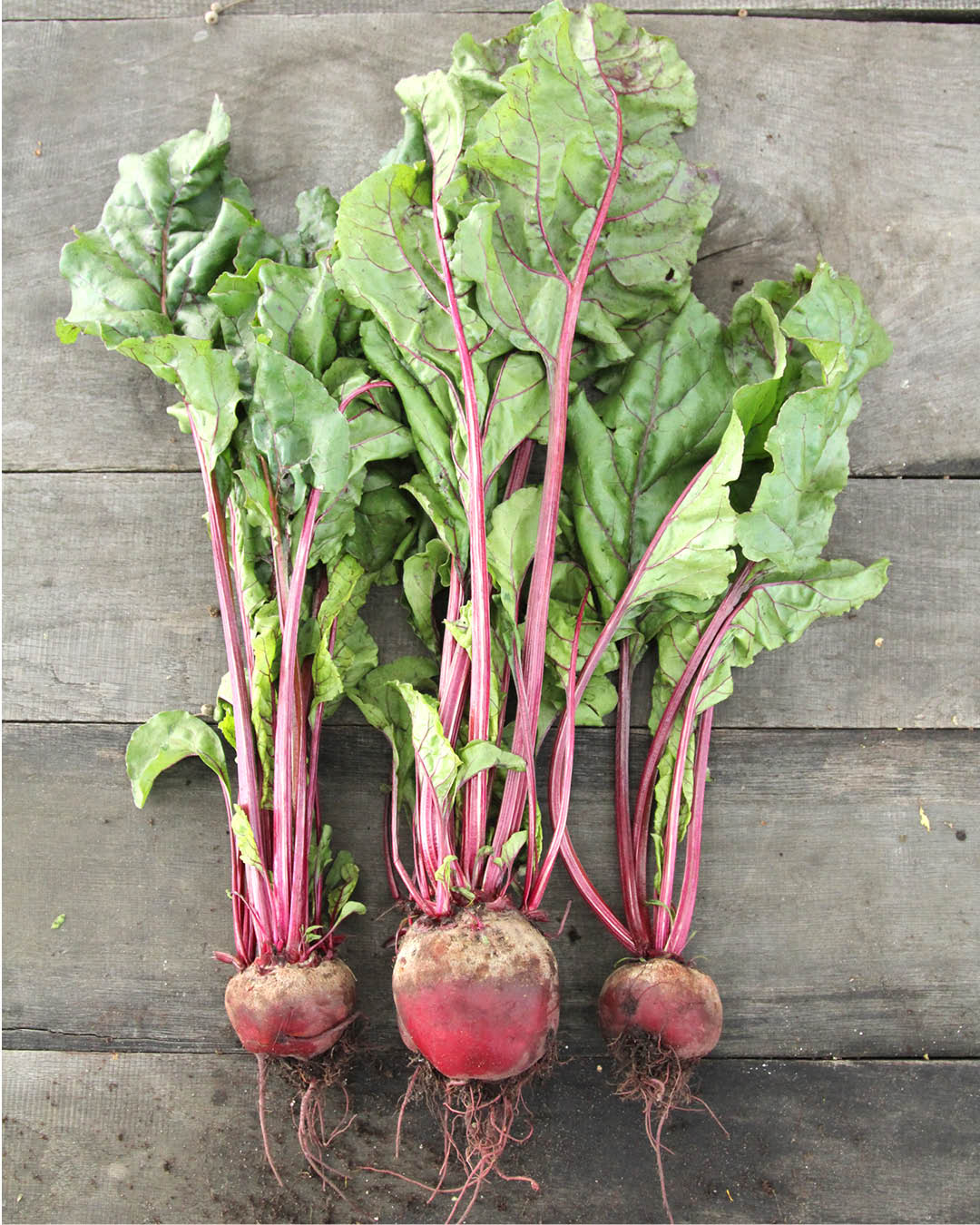 Rote Bete · 'Robuschka' · BIO - Beta vulgaris subsp. vulgaris var. conditiva · Saatgut von Gartenzauber