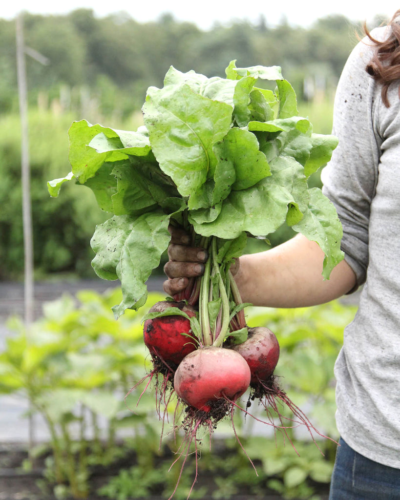 Beetroot 'Tondo di Chioggia' - Beta vulgaris subsp. vulgaris var. conditiva