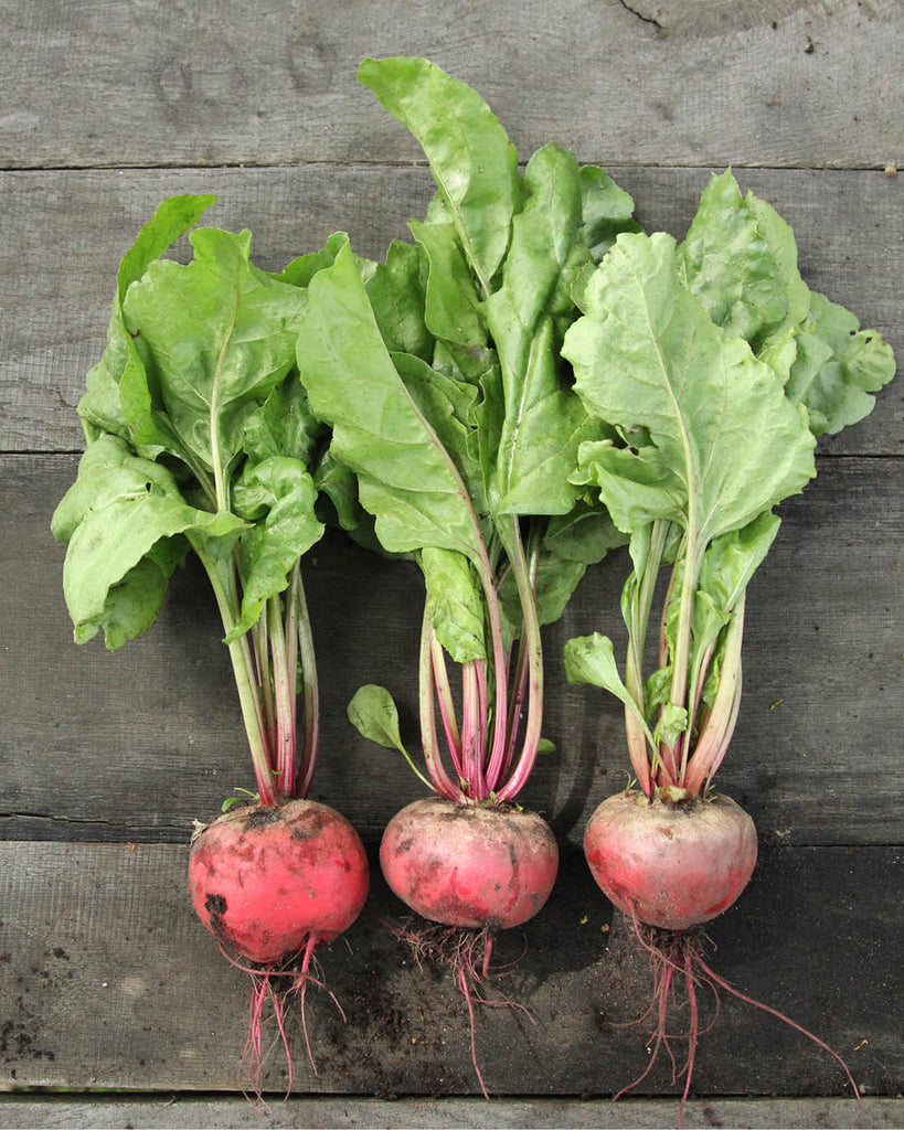 Beetroot 'Tondo di Chioggia' - Beta vulgaris subsp. vulgaris var. conditiva
