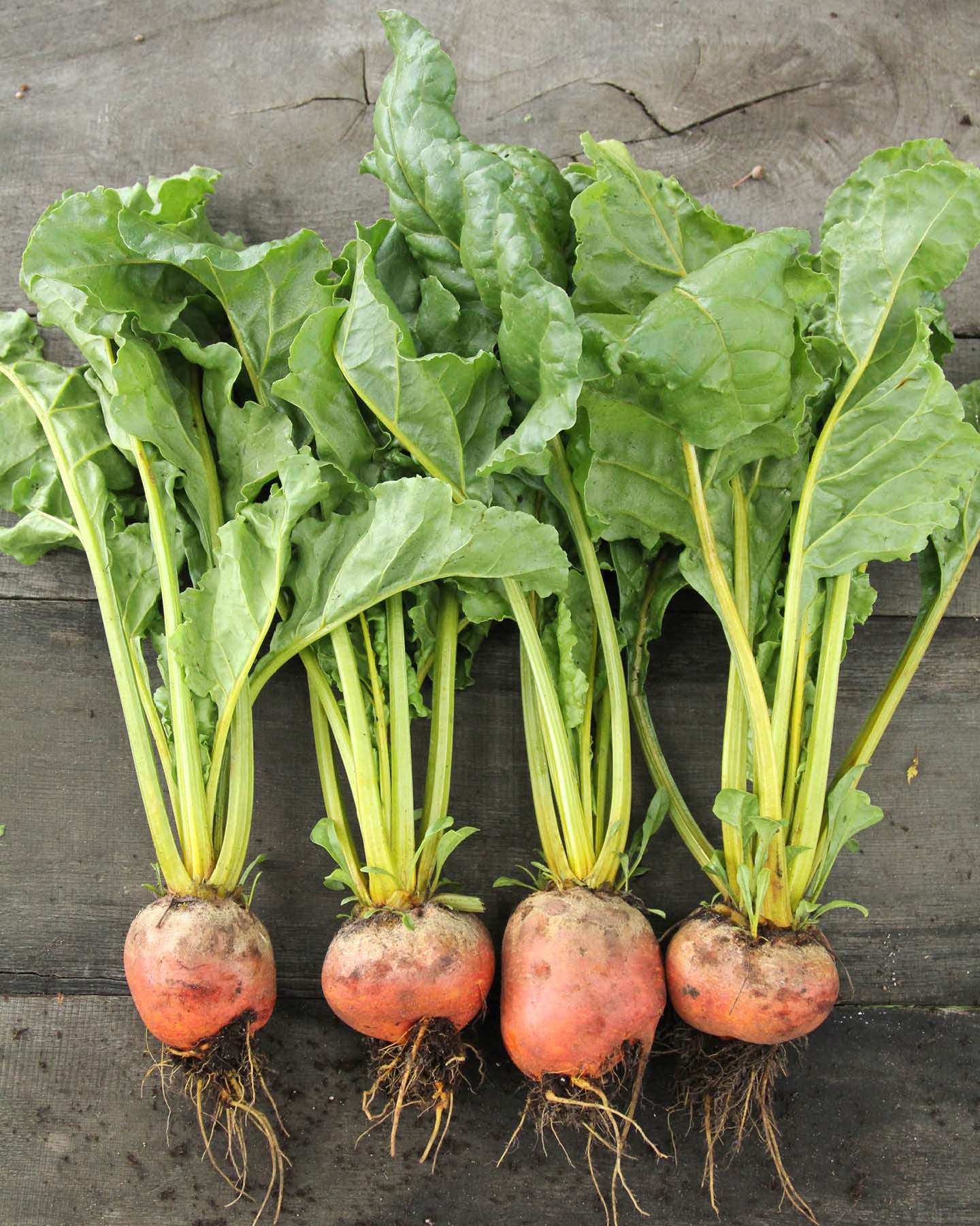 Rote Bete · 'Wintersonne' · BIO · Beta vulgaris subsp. vulgaris var. conditiva · Saatgut von Gartenzauber