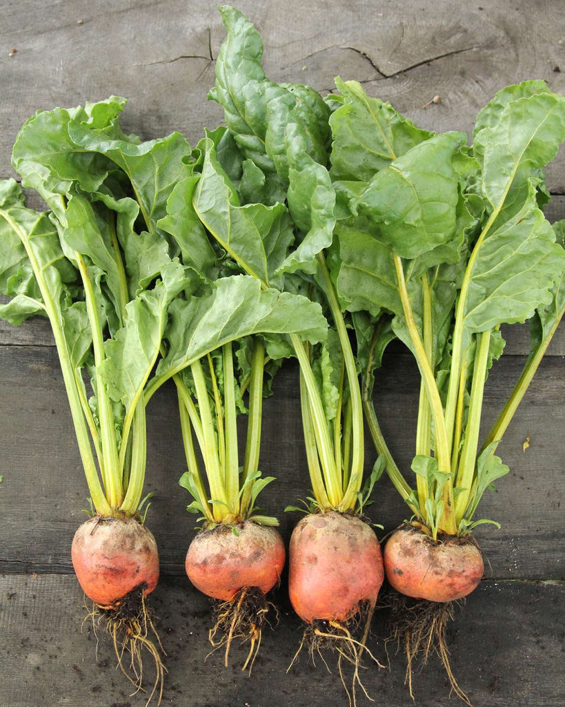 Rote Bete 'Wintersonne' BIO - Beta vulgaris subsp. vulgaris var. conditiva