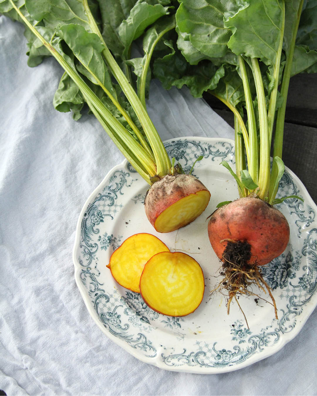 Rote Bete · 'Wintersonne' · BIO · Beta vulgaris subsp. vulgaris var. conditiva · Saatgut von Gartenzauber