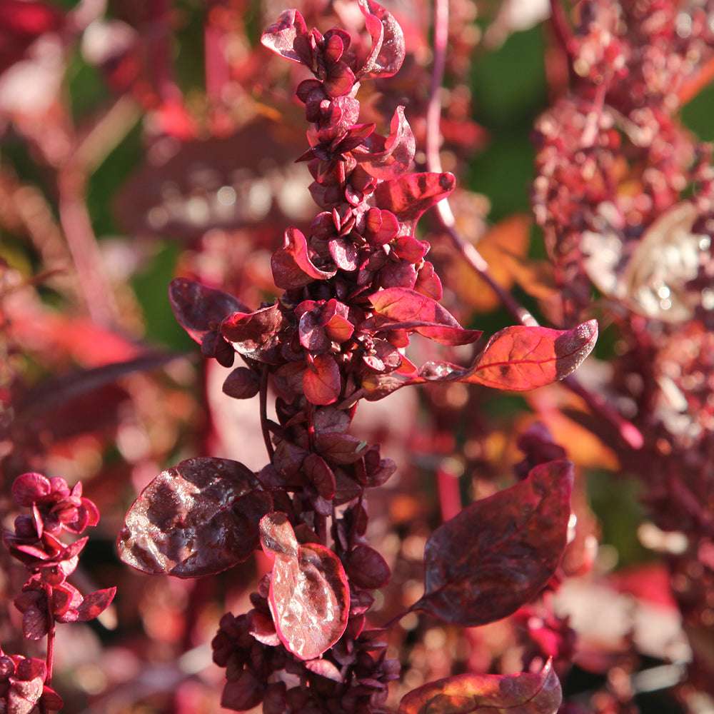 Bluehende Pflanze Gartenmelde ‘Red Plume‘ Artiplex hortensis aus der Gartenzauber-Saatgutserie.