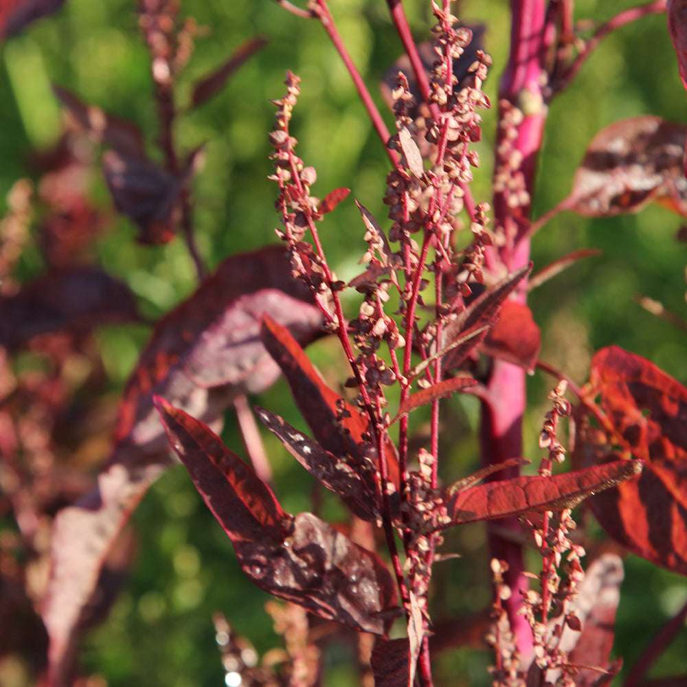 Bluehende Pflanze Gartenmelde ‘Red Plume‘ Artiplex hortensis aus der Gartenzauber-Saatgutserie.