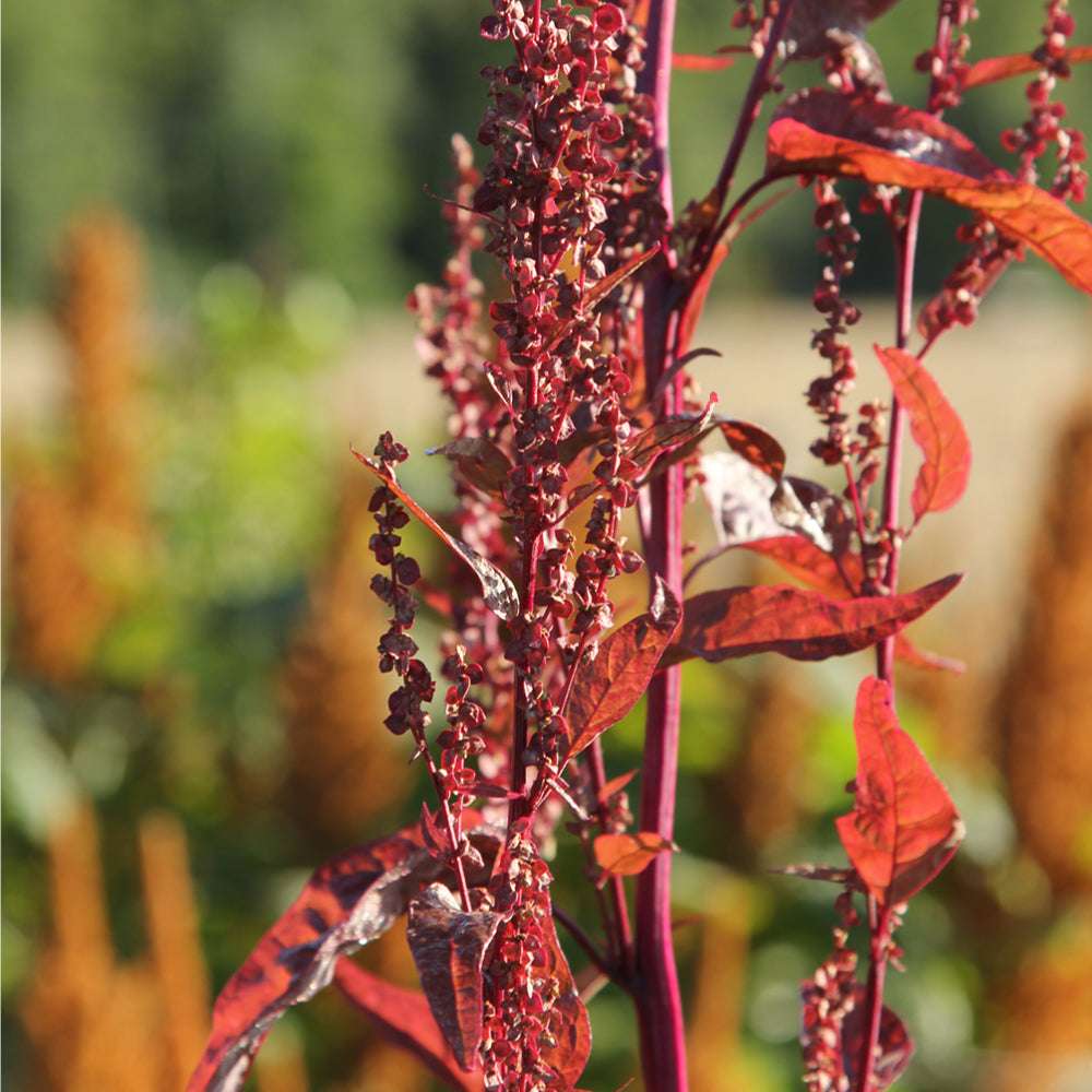 Bluehende Pflanze Gartenmelde ‘Red Plume‘ Artiplex hortensis aus der Gartenzauber-Saatgutserie.