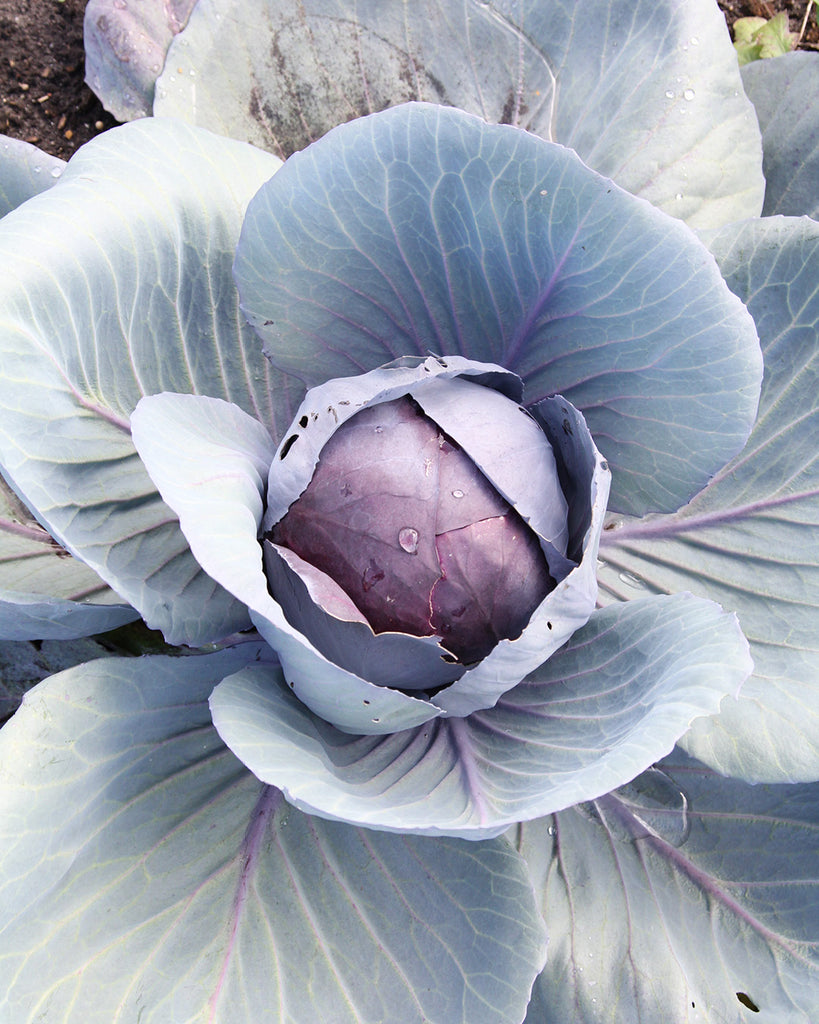 Gemuese Pflanze Rotkohl ‘Rodynda’ 