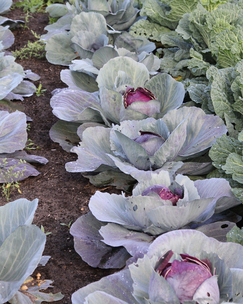 Gemuese Pflanzen Rotkohl ‘Rodynda’ 