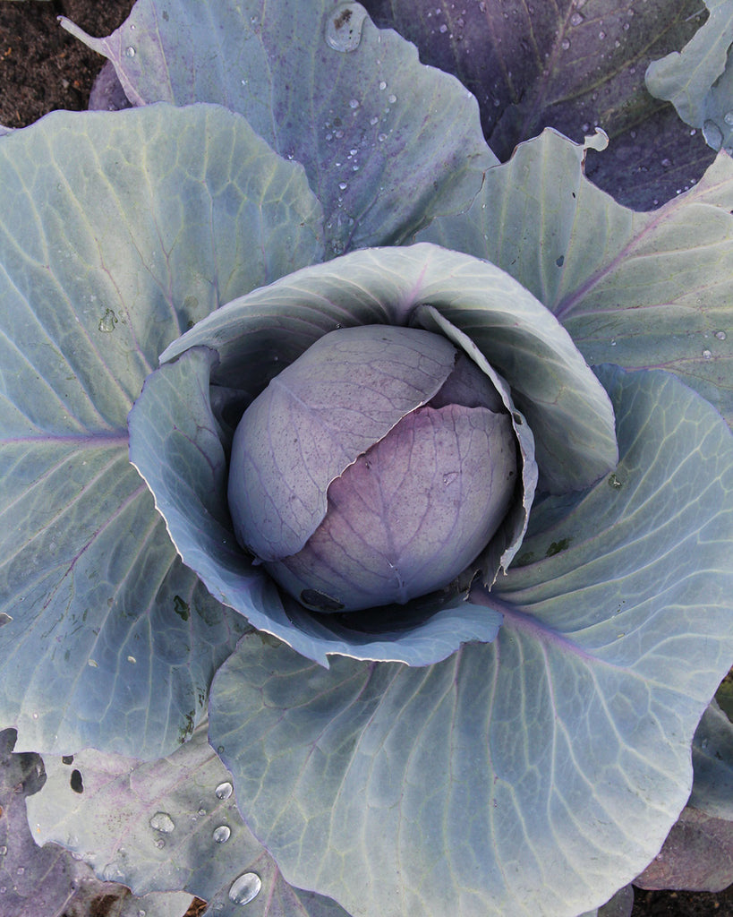 Gemuese Pflanze Rotkohl ‘Rodynda’ 