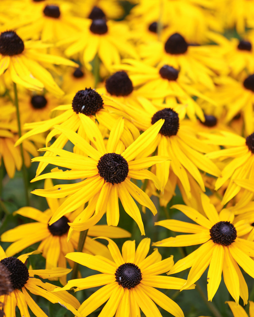 Mehrere sonnengelbe, sattgelbe Blüten des Sonnenhuts (Rudbeckia fulgida var. sullivantii ‘Goldsturm’) blühend im Gartenbeet.