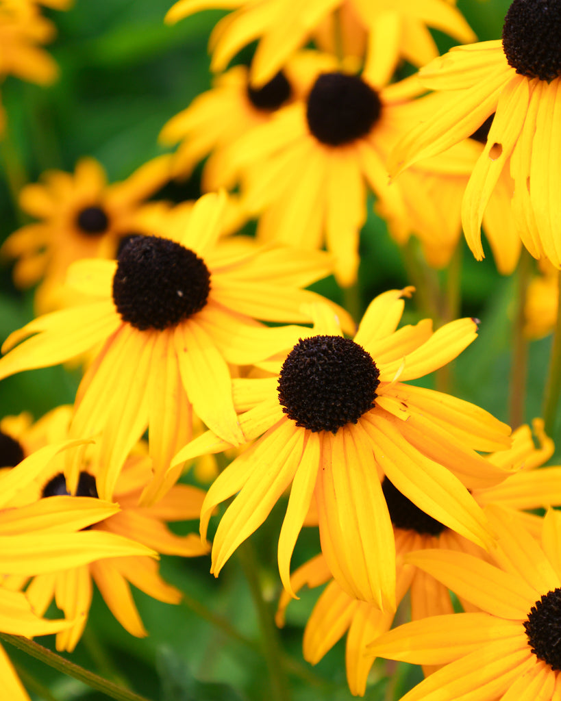 Nahaufnahme einiger Blüten des Sonnenhuts (Rudbeckia fulgida var. sullivantii ‘Goldsturm’) mit sonnengelben, sattgelben Blütenblättern und dunklem Zentrum.