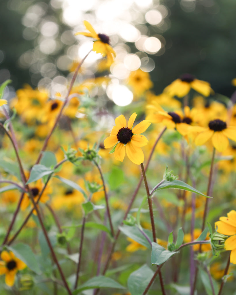 Mehrere leuchtend gelbe Blüten des Dreilappigen Sonnenhuts (Rudbeckia triloba) mit dunkler Mitte blühend im Gartenbeet.