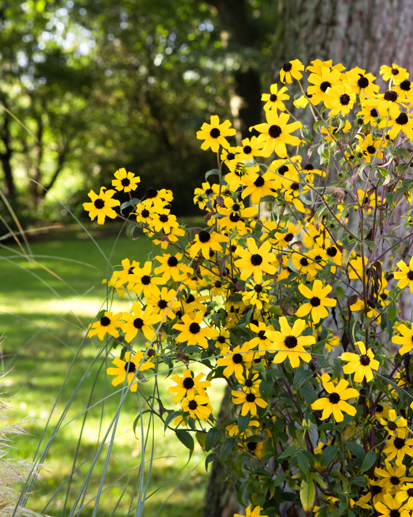 Dreilappiger Sonnenhut (Rudbeckia triloba) im natürlichen, buschigen Wuchs mit zahlreichen gelben Blüten und dunklem Zentrum.