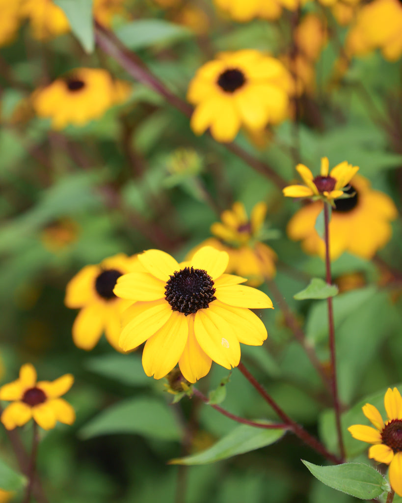 Nahaufnahme einer Blüte des Dreilappigen Sonnenhuts (Rudbeckia triloba) mit leuchtend gelben Blütenblättern und dunklem Zentrum.