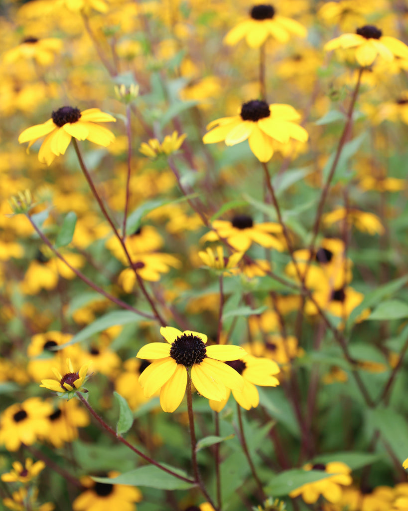 Mehrere leuchtend gelbe Blüten des Dreilappigen Sonnenhuts (Rudbeckia triloba) mit dunkler Mitte blühend im Gartenbeet.
