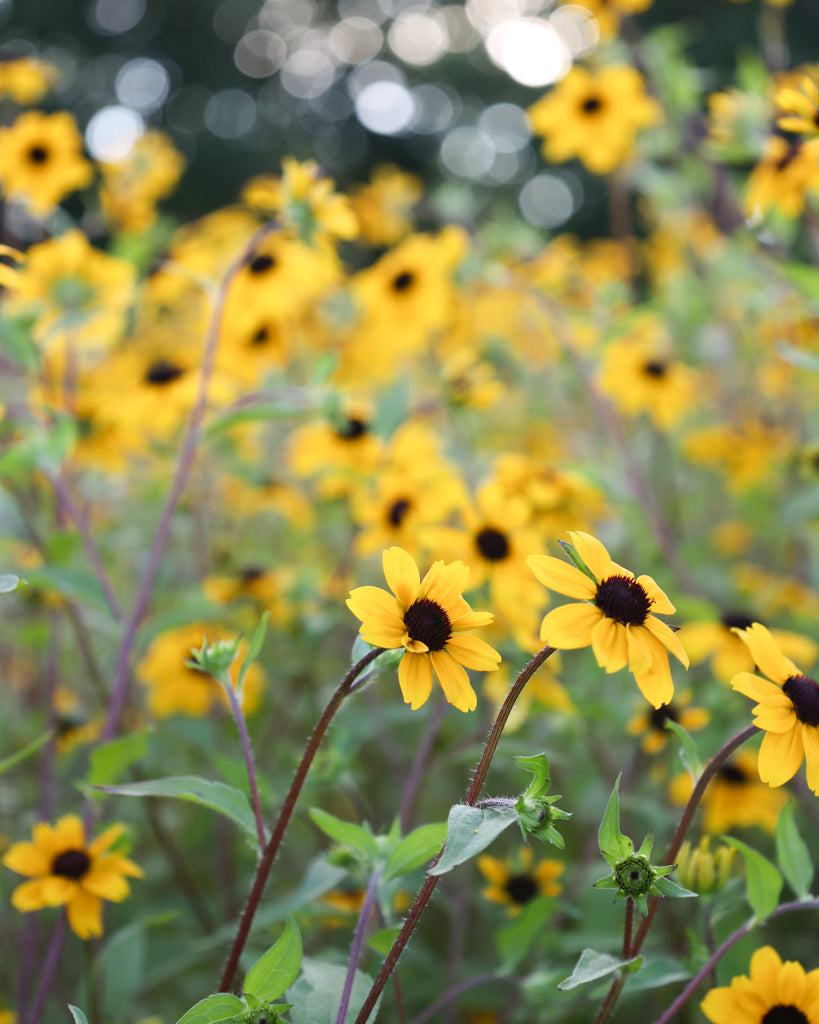 Mehrere leuchtend gelbe Blüten des Dreilappigen Sonnenhuts (Rudbeckia triloba) mit dunkler Mitte blühend im Gartenbeet.