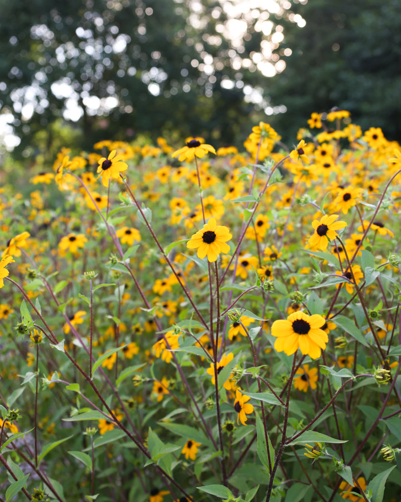 Mehrere leuchtend gelbe Blüten des Dreilappigen Sonnenhuts (Rudbeckia triloba) mit dunkler Mitte blühend im Gartenbeet.