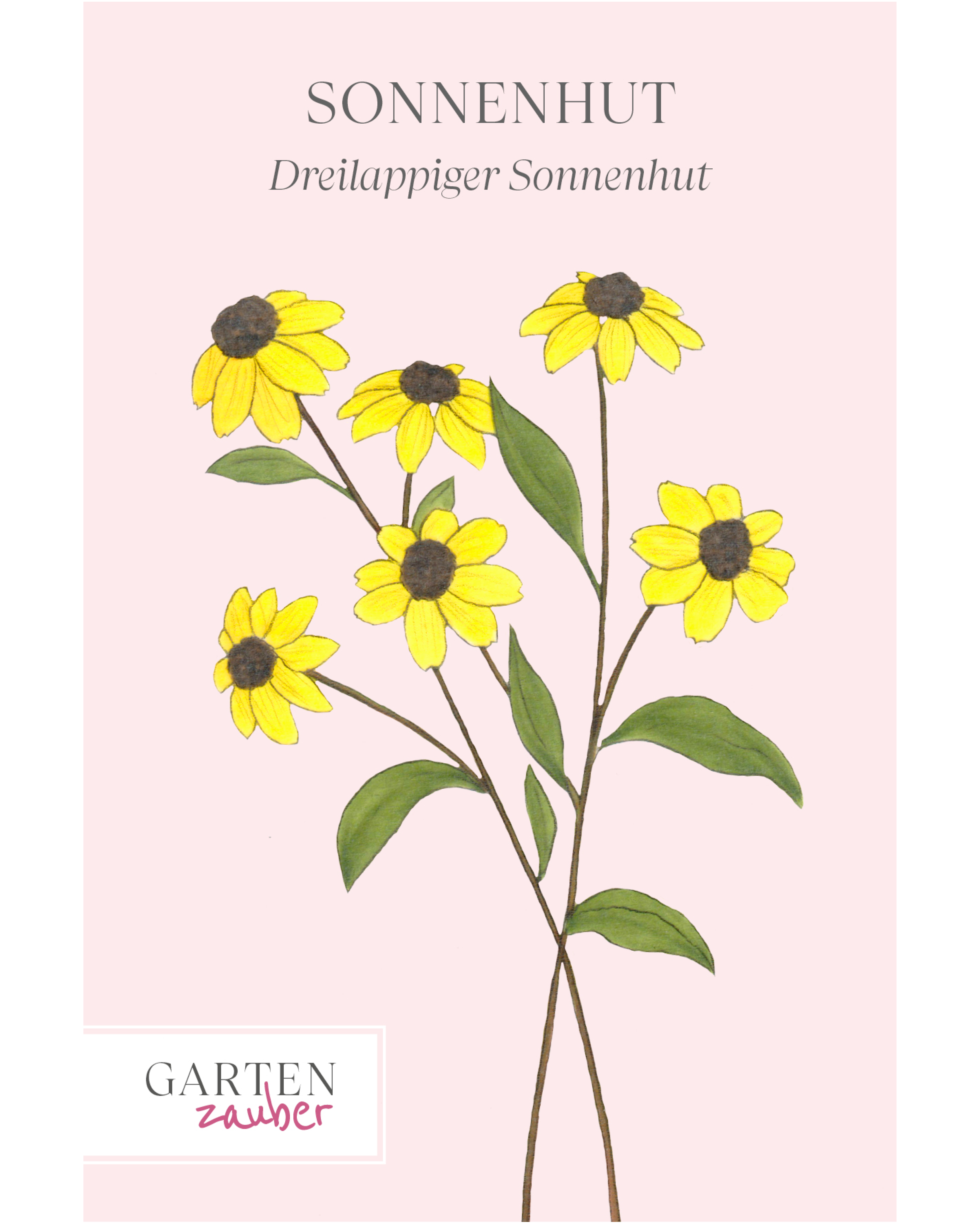 Vorderseite der Saatguttüte Dreilappiger Sonnenhut – Rudbeckia triloba mit handgezeichneter Illustration der leuchtend gelben Blüten mit kontrastreich dunklem Zentrum aus der Gartenzauber-Saatgutserie.
