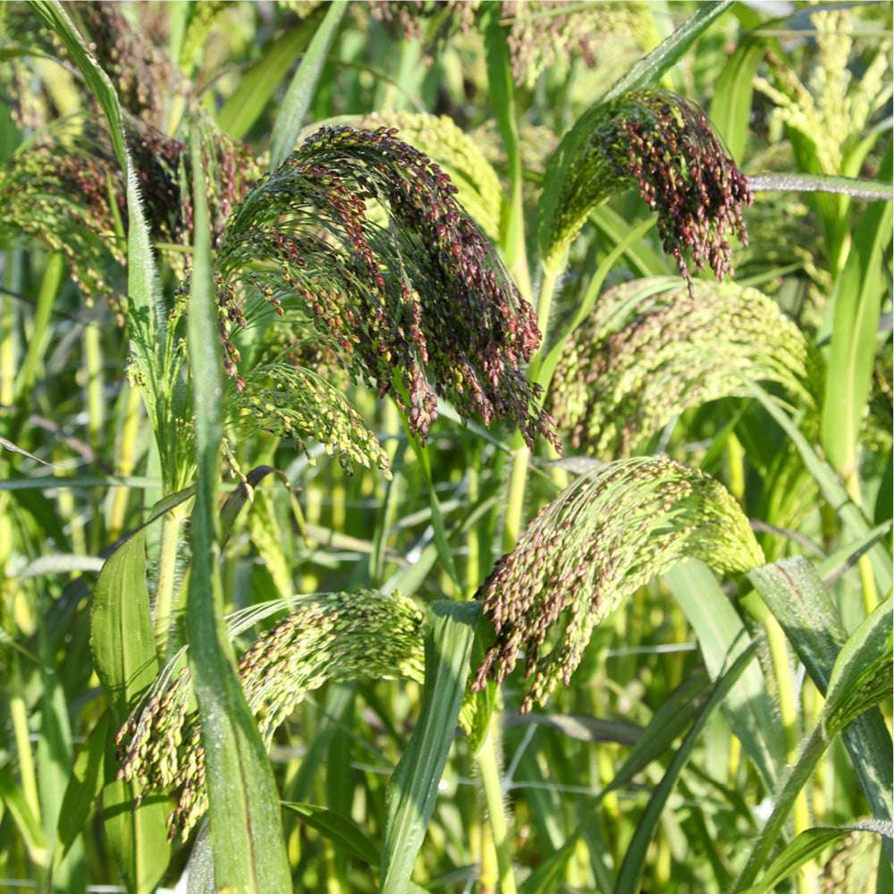 Bluehende Pflanze Rutenhirse -  Panicum violaceum 'Green Drops' aus der Gartenzauber-Saatgutserie