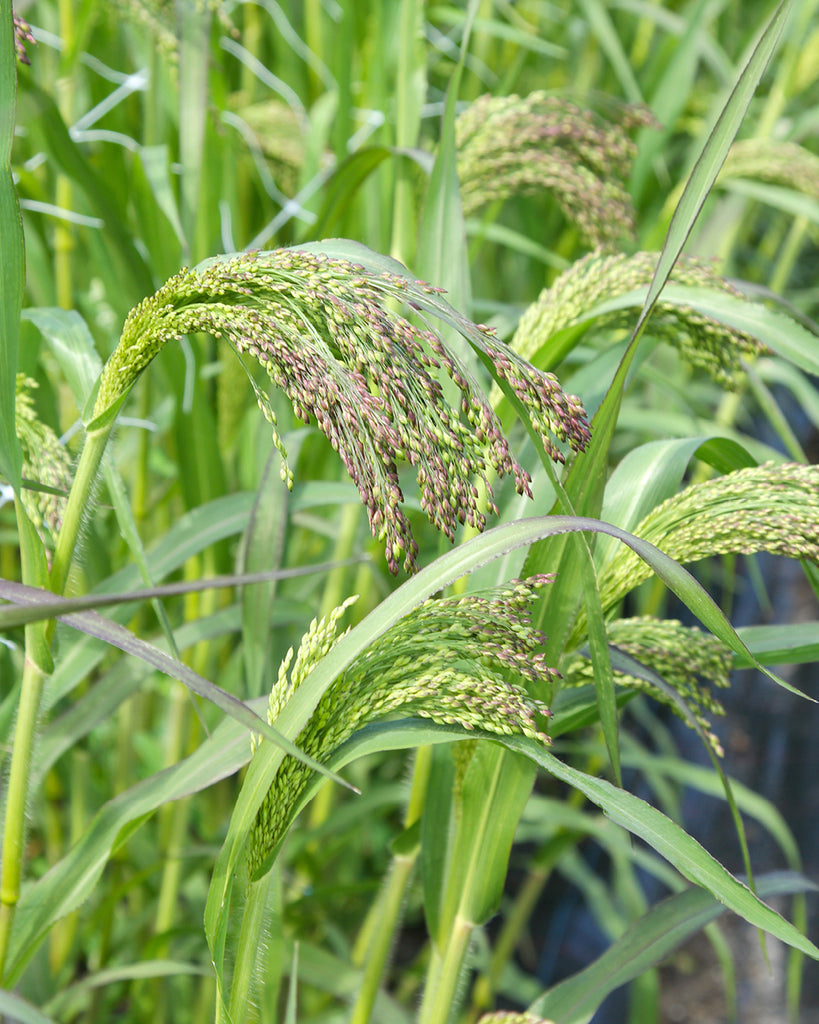 Bluehende Pflanze Rutenhirse -  Panicum violaceum 'Green Drops' aus der Gartenzauber-Saatgutserie