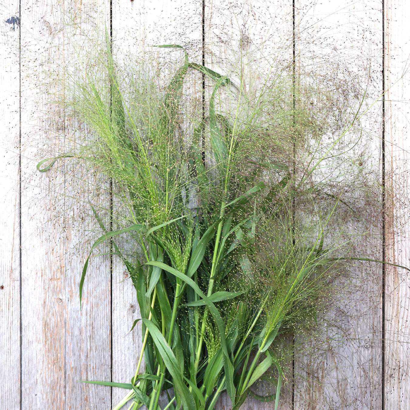 Bluehende Pflanze Rutenhirse 'Fontaine' Panicum virgatum aus der Gartenzauber-Saatgutserie
