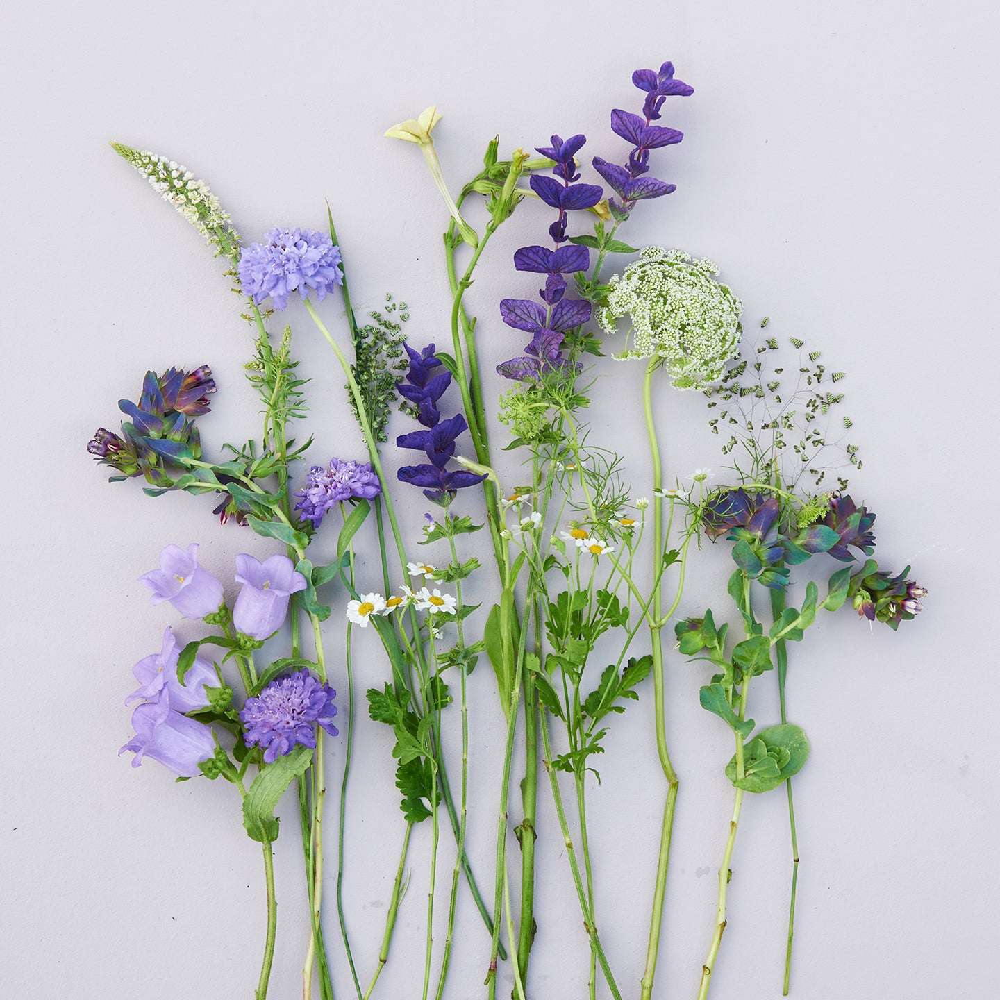 Saatgutpaket -  Blue Sky -  Saatgut von Gartenzauber