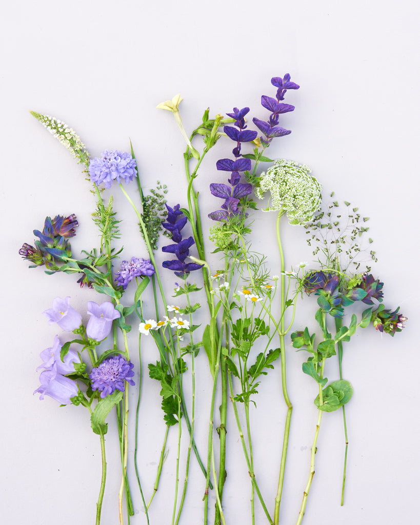 Saatgutpaket -  Blue Sky -  Saatgut von Gartenzauber