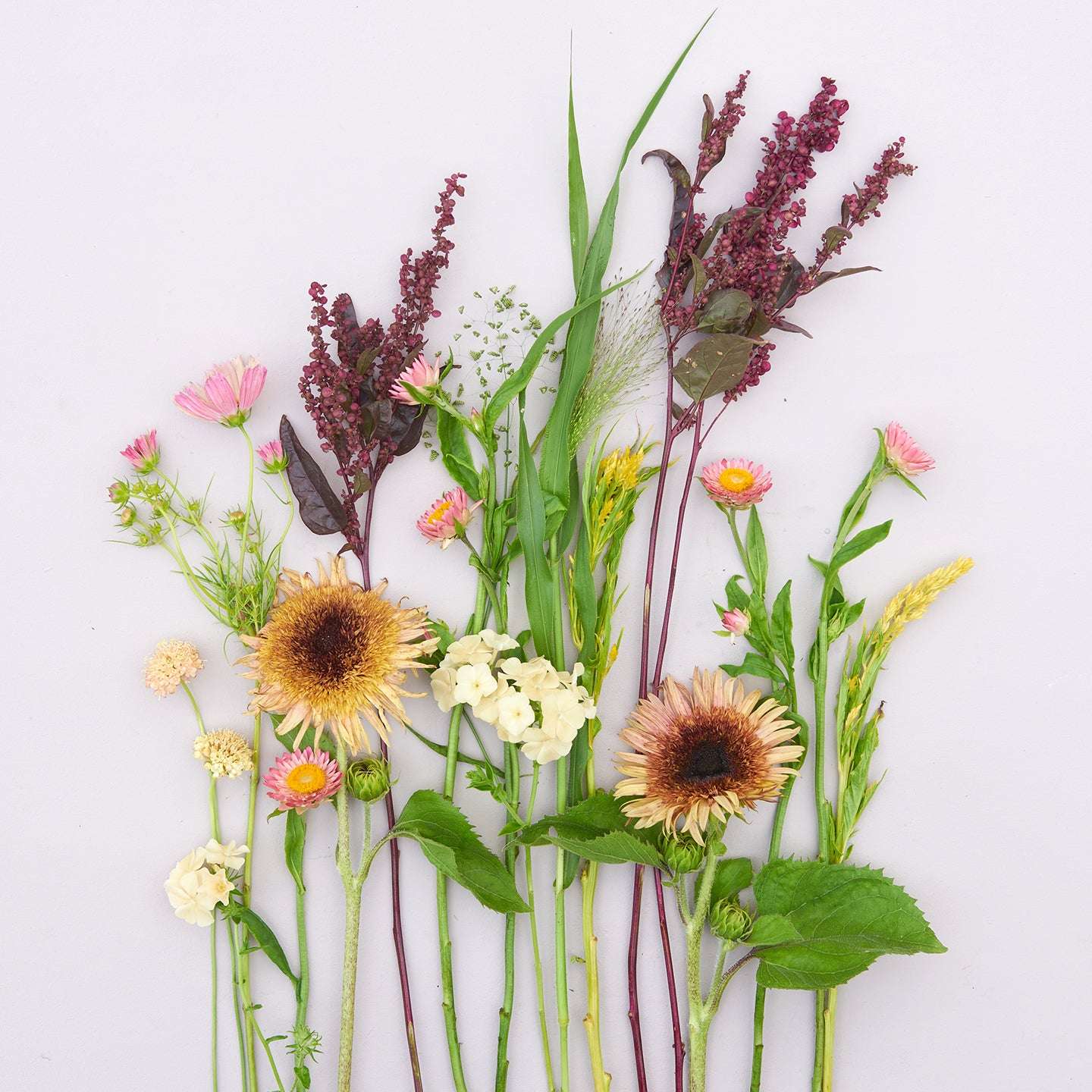 Saatgutpaket - Buttermilk Blossom - Saatgut von Gartenzauber