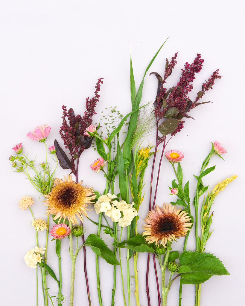 Saatgutpaket - Oriental Breeze - Saatgut von Gartenzauber