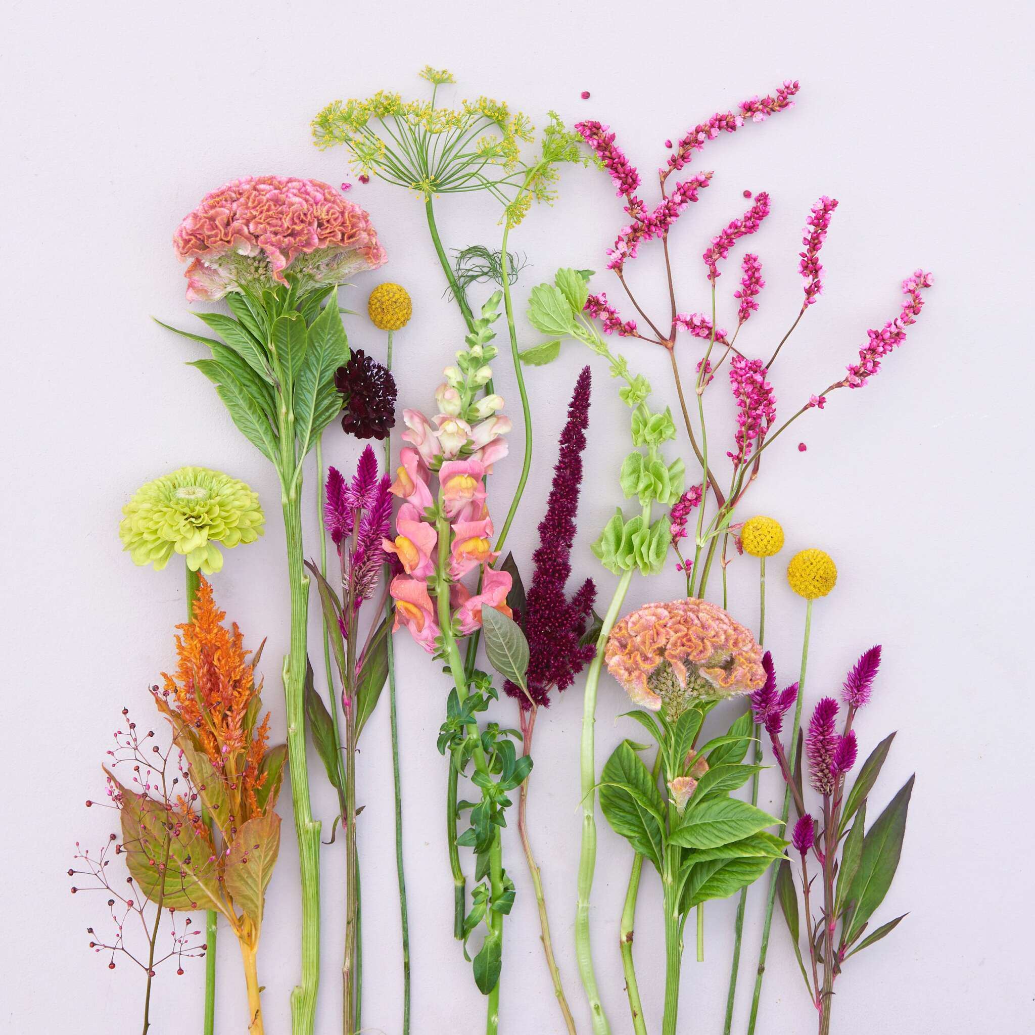 Saatgutpaket - Oriental Breeze - Saatgut von Gartenzauber