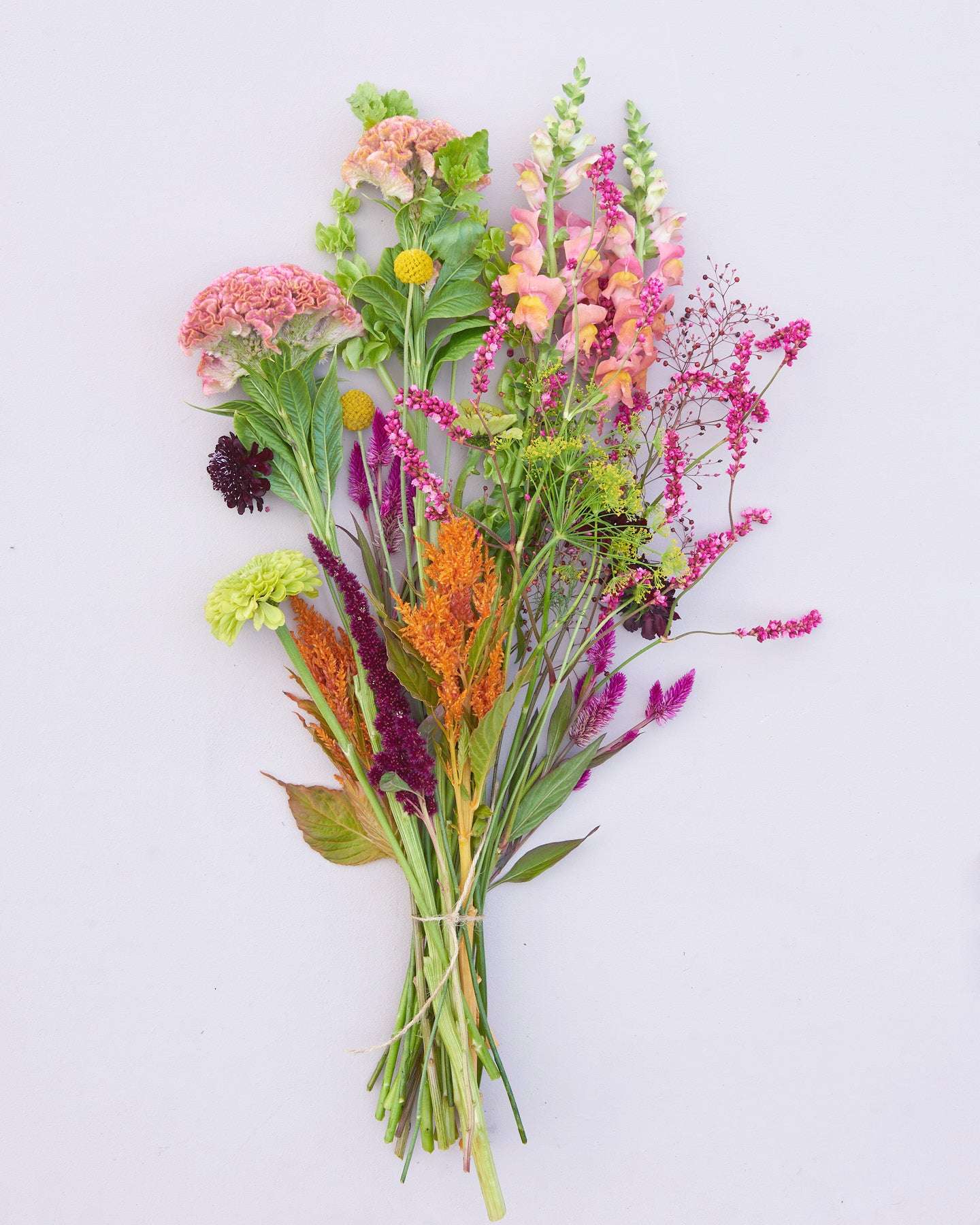 Saatgutpaket - Oriental Breeze - Saatgut von Gartenzauber