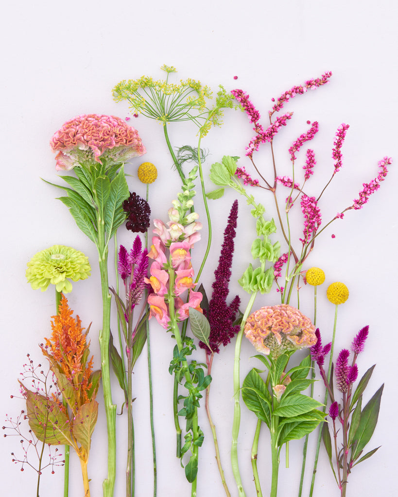 Saatgutpaket - Oriental Breeze - Saatgut von Gartenzauber