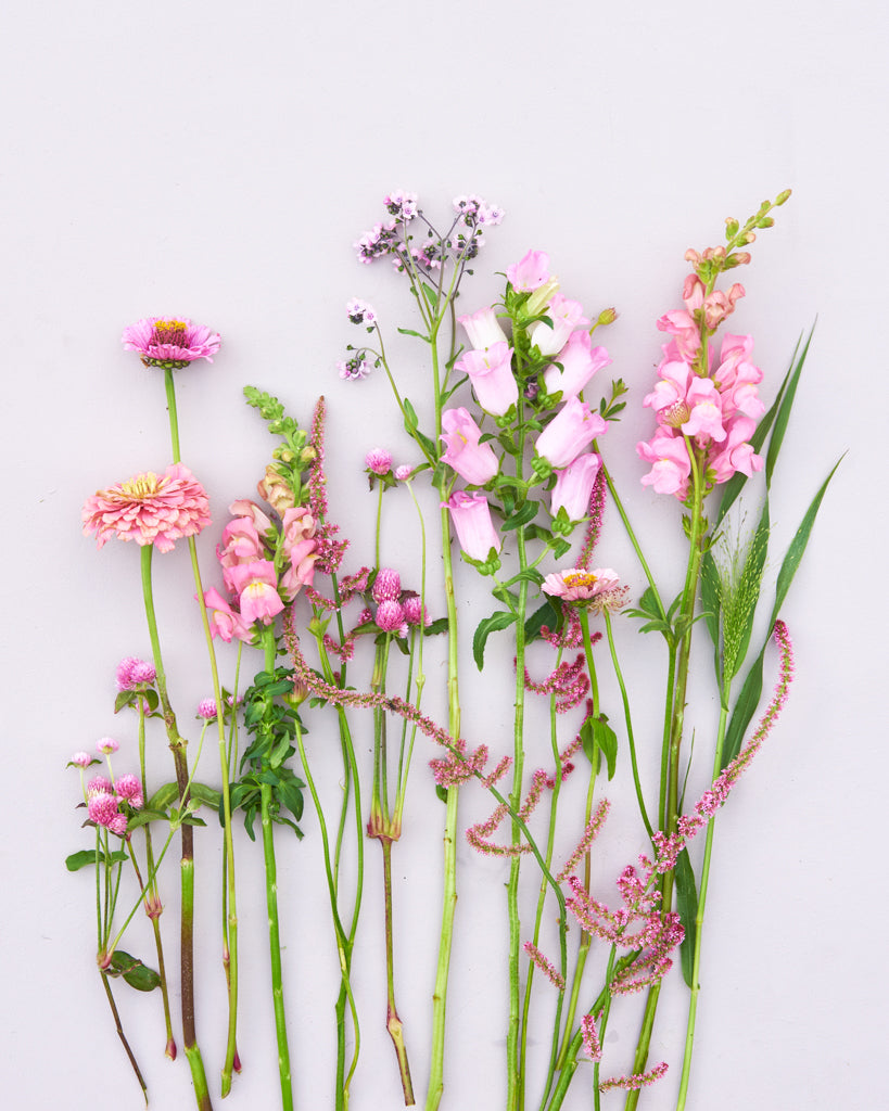 Saatgutpaket - Soft Pink Dreams - Saatgut von Gartenzauber