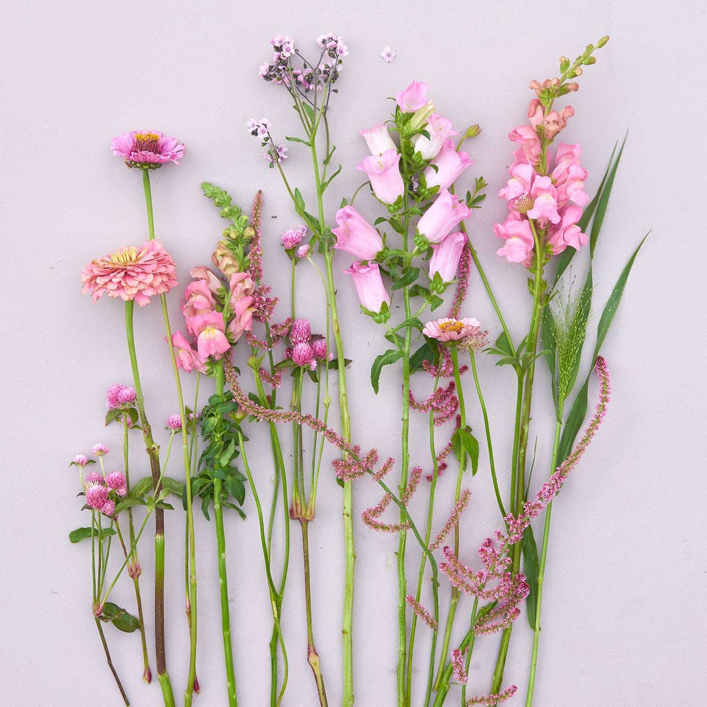 Saatgutpaket - Soft Pink Dreams - Saatgut von Gartenzauber