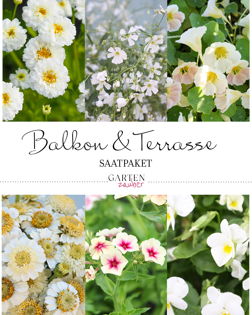 Titelbild Saatgutpaket Balkon & Terrasse mit Abbildungen blühender Sommerblumen für Balkon und Terrasse.